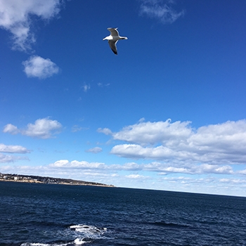 A seagull flying above the ocean waters with a coastline in the distance. 