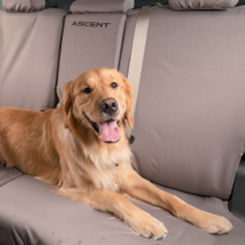 Golden Retriever laying in the car on a Subaru seat cover