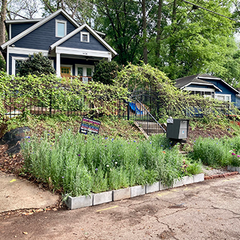 A front yard of a home with tall wildflowers and native plants.
