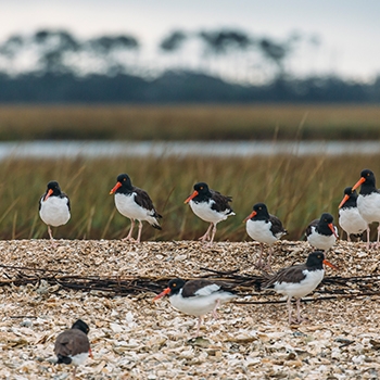 A grouping of 10 American oystercatcher birds, black and white with striking orange beaks, walk on the ground of a salt marsh.