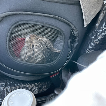 Finn, a tabby cat, napping in his carrier during a car ride.