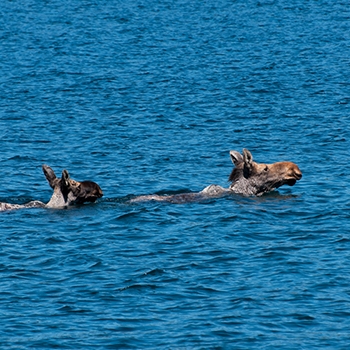 A cow moose swimming in front of her calf.
