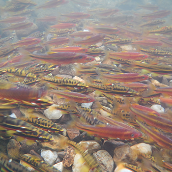 Saffron shiner