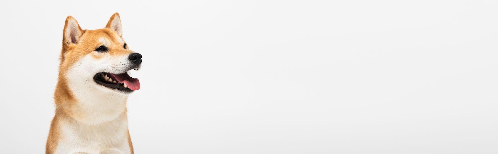 Bybit（バイビット）｜ドージコインと柴犬コインの違い 買うならどっち？ | Bybit Learn