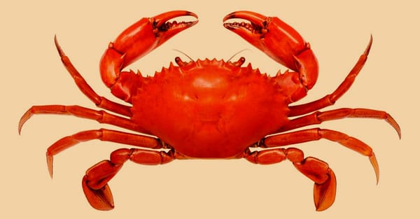 GandCrab ransomware hacker arrested in Belarus GandCrab ransomware hacker arrested in Belarus