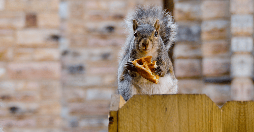 Squirrelwaffle-1200x628px Squirrelwaffle-1200x628px