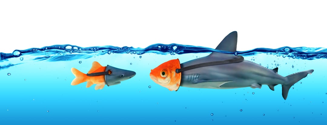 Deception,Concept,-,Disguise,Between,Shark,And,Goldfish