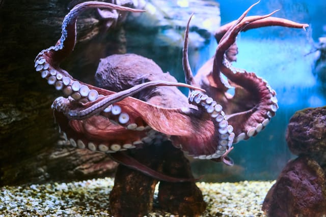 A red/brown octopus on a seabed A red/brown octopus on a seabed