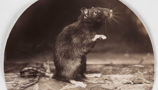 rattttt rattttt
