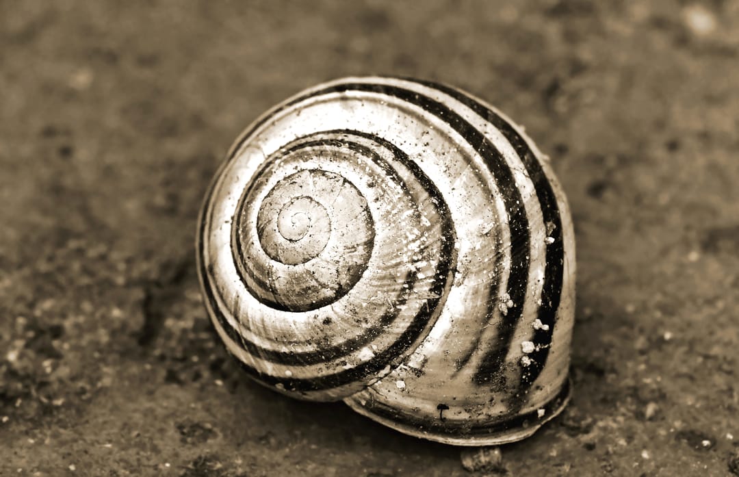 shells-snails-sepia-markings-lines-snail-1610167-pxhere.com