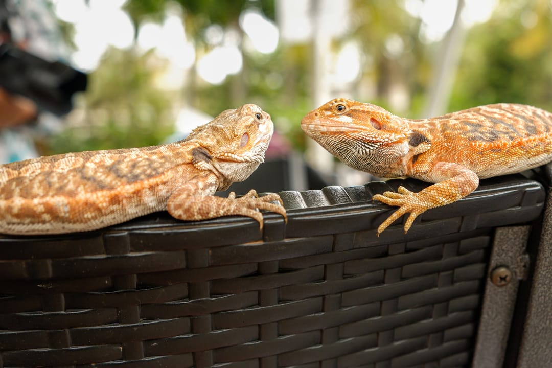 A doubled “Dragon Breath” adds new air to DLL sideloading attacks