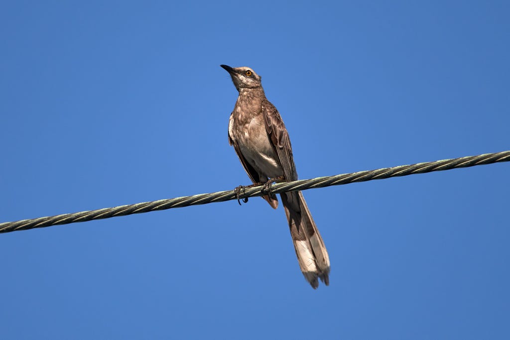 A mockingbird sitting on a wire A mockingbird sitting on a wire