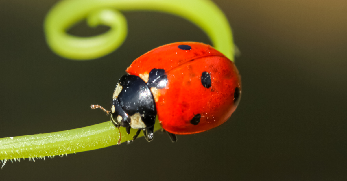 S3 Ep145: Bugs With Impressive Names!