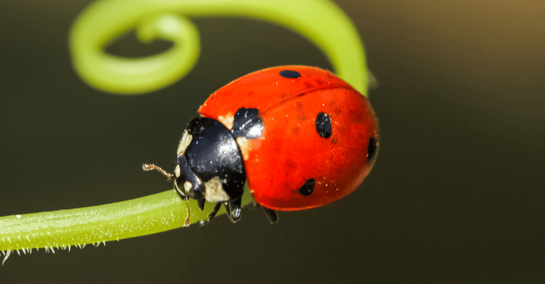 S3 Ep145: Bugs With Impressive Names!