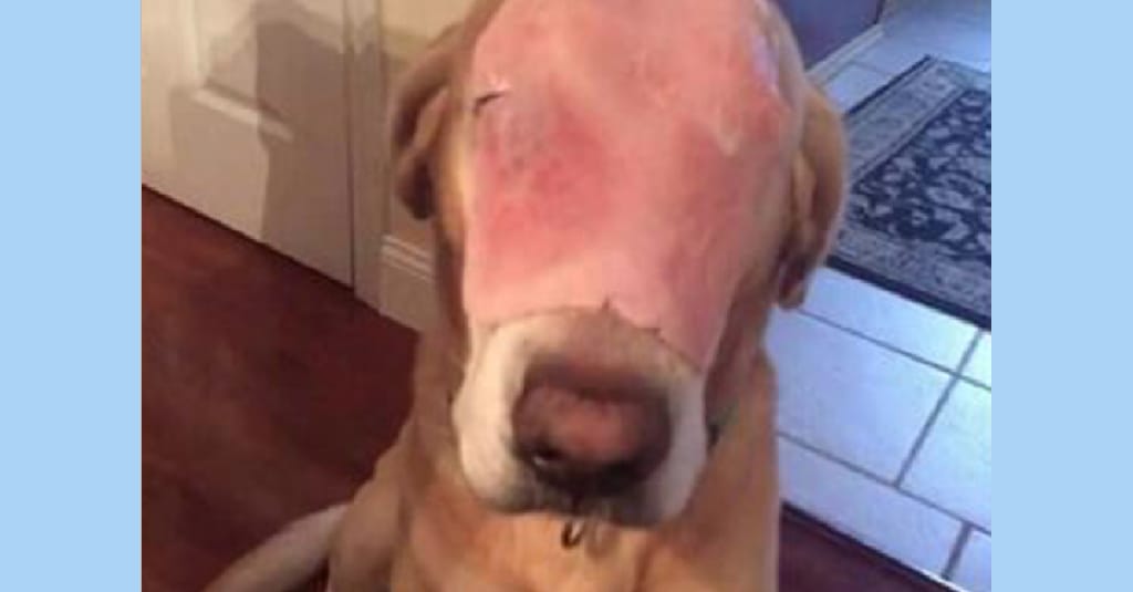 hamdog1 hamdog1