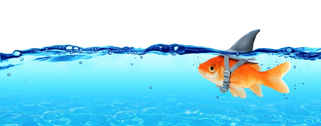 A goldfish wearing a shark's fin that protrudes past the surface of the water