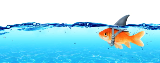 A goldfish wearing a shark's fin that protrudes past the surface of the water