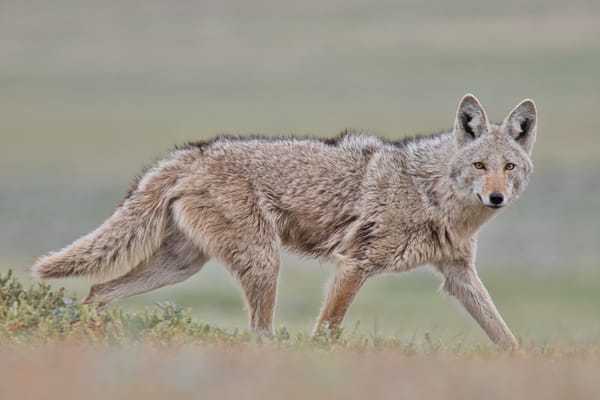 Closeup side view of a coyote hunting in grassland Closeup side view of a coyote hunting in grassland
