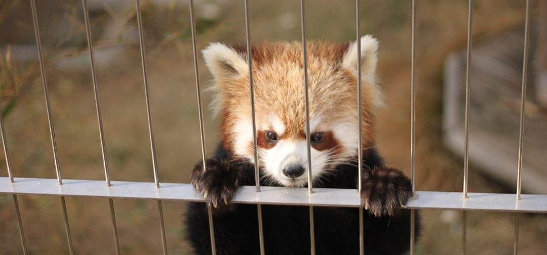 red-panda-368057_960_720