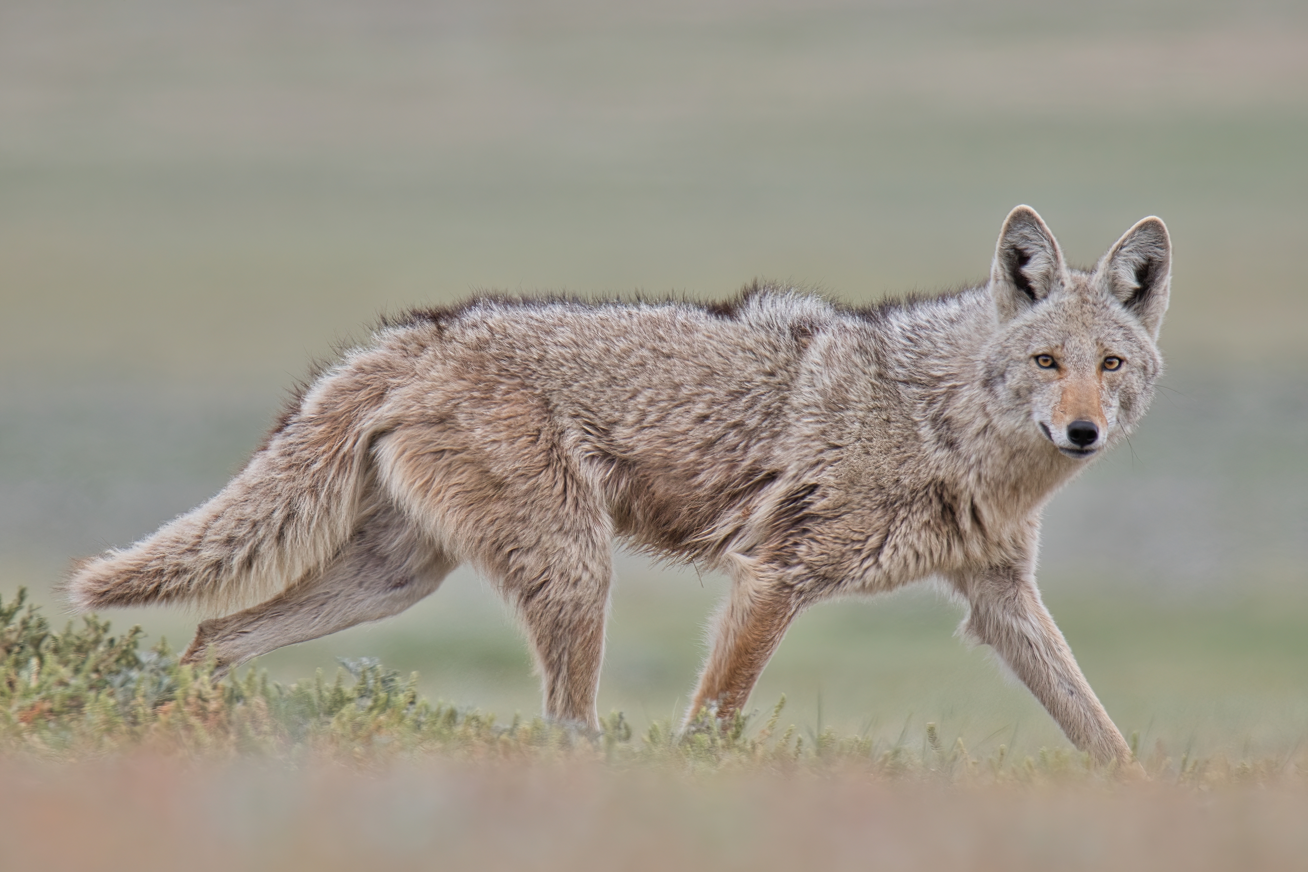 Closeup side view of a coyote hunting in grassland