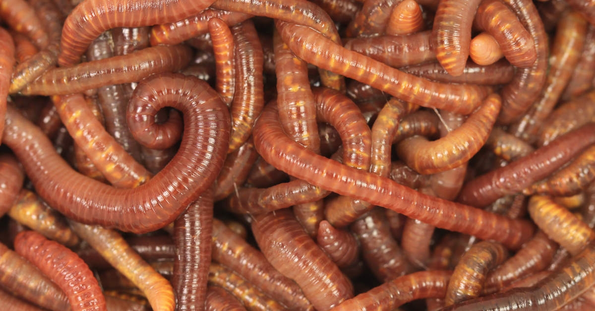 Wormable Windows HTTP hole – what you need to know