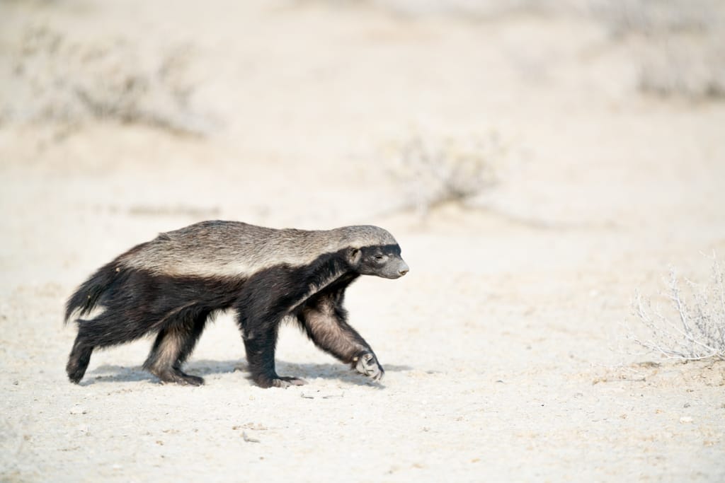Honey,Badger,Walking,In,The,Wild Honey,Badger,Walking,In,The,Wild