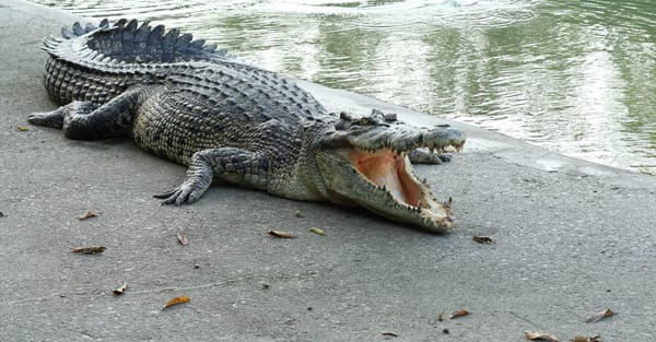 Self-styled “Crocodile of Wall Street” arrested with husband over Bitcoin megaheist Self-styled “Crocodile of Wall Street” arrested with husband over Bitcoin megaheist
