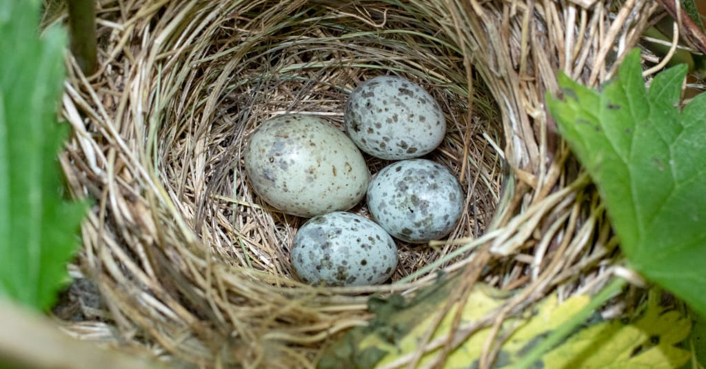 Bundlore adware brings a new nest of risks to Mac users Bundlore adware brings a new nest of risks to Mac users