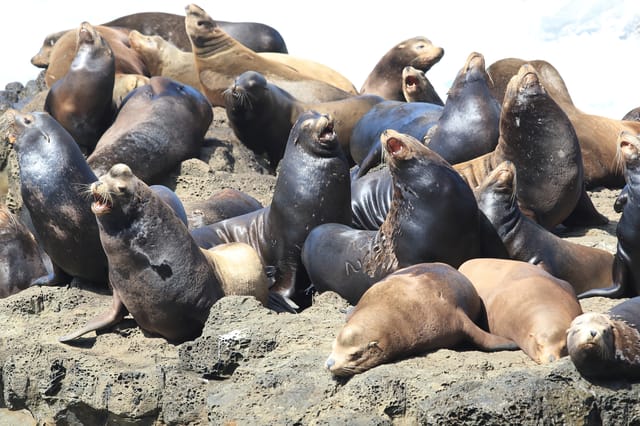 Illustration with many sea lions barking Illustration with many sea lions barking