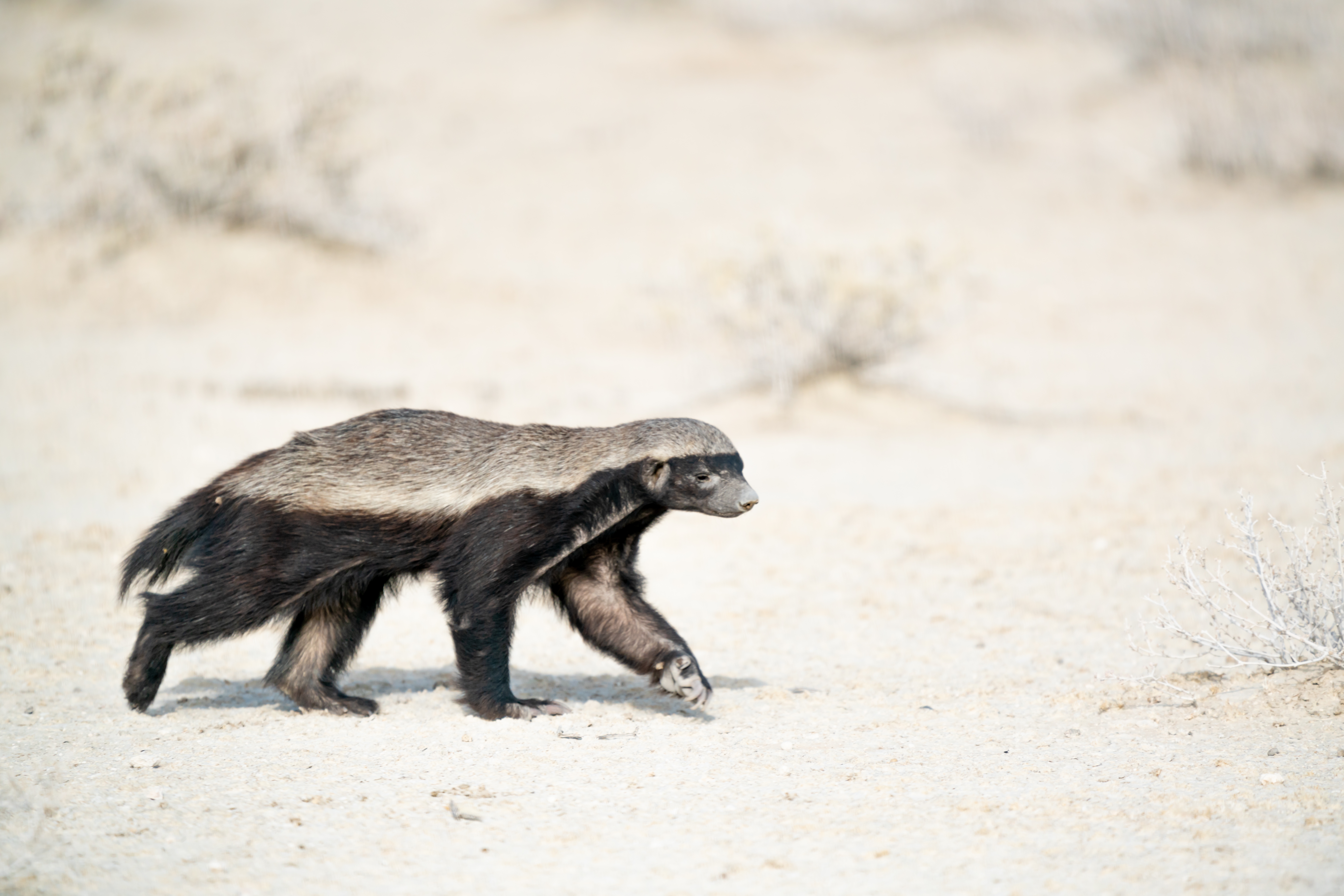 Honey,Badger,Walking,In,The,Wild