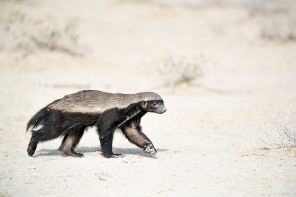 Honey,Badger,Walking,In,The,Wild Honey,Badger,Walking,In,The,Wild