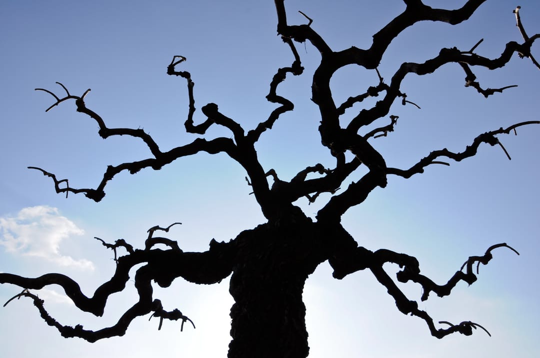 Bared,Tree,Against,Blue,Sky,Background