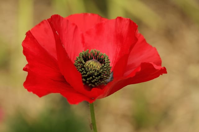 veterans-day veterans-day