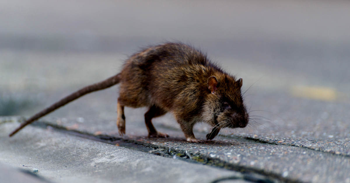 The RATicate gang – implanting malware in an industry near you