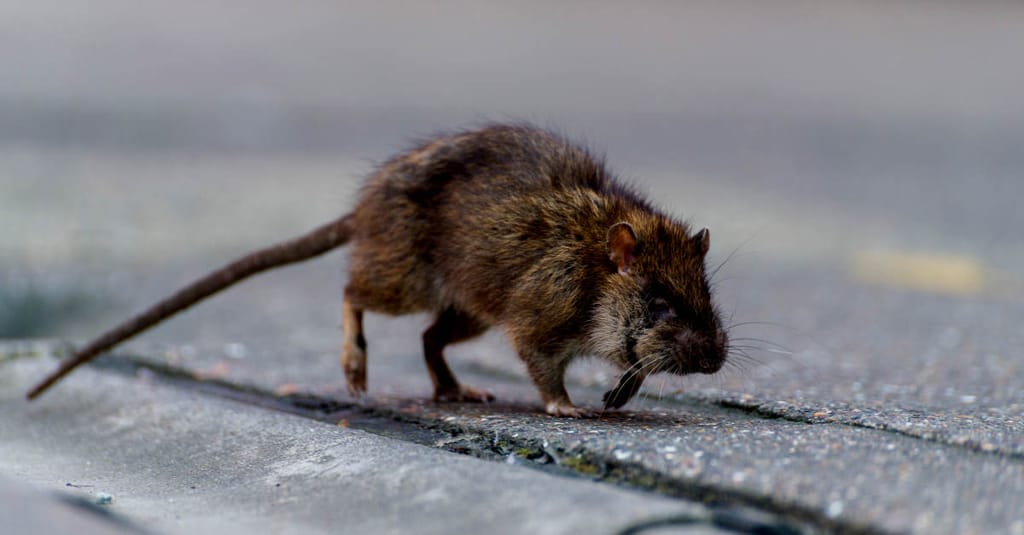 The RATicate gang – implanting malware in an industry near you The RATicate gang – implanting malware in an industry near you