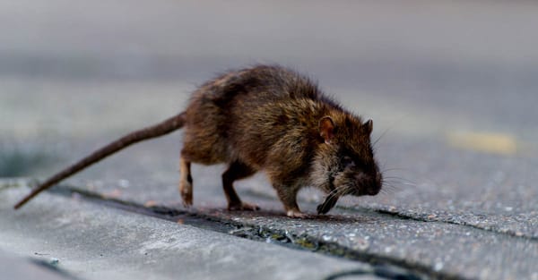 The RATicate gang – implanting malware in an industry near you The RATicate gang – implanting malware in an industry near you