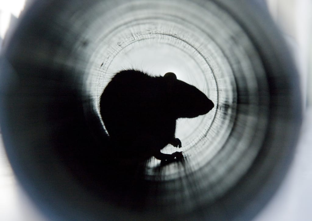 A,Closeup,Shot,Of,A,Brown,Rat,In,A,Water A,Closeup,Shot,Of,A,Brown,Rat,In,A,Water