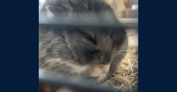 “To the moon!” Cryptocurrency hamster Mr Goxx trades online 24/7 “To the moon!” Cryptocurrency hamster Mr Goxx trades online 24/7