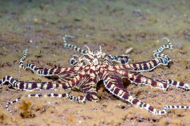 A mimic octopus A mimic octopus