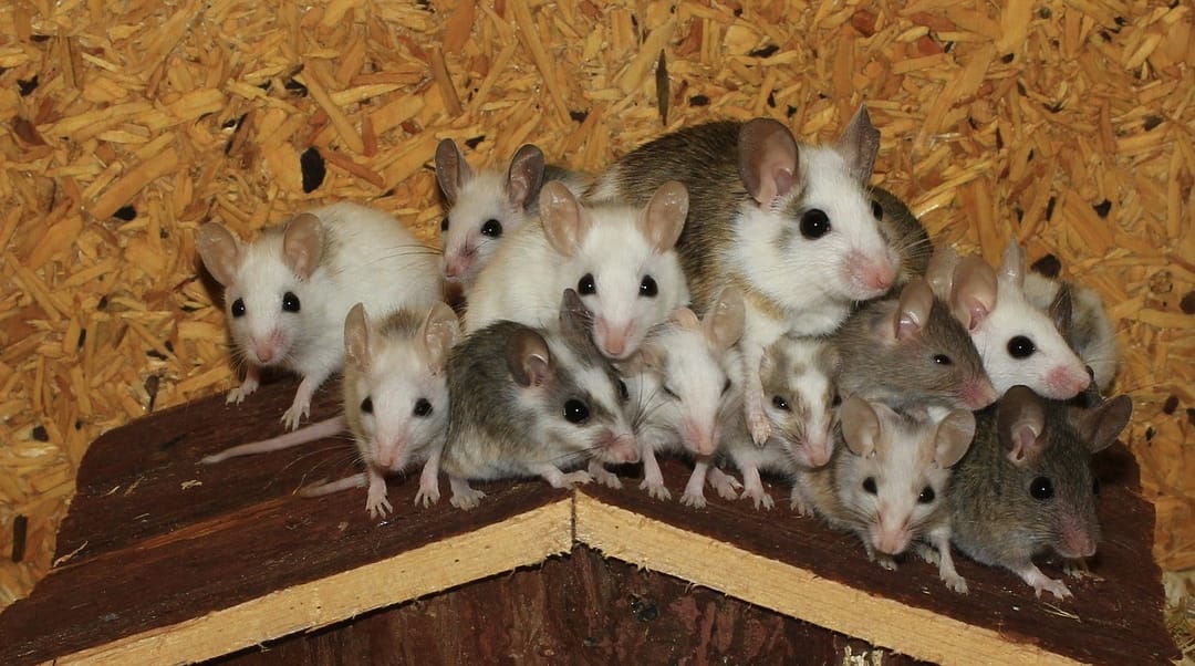 ratsnest