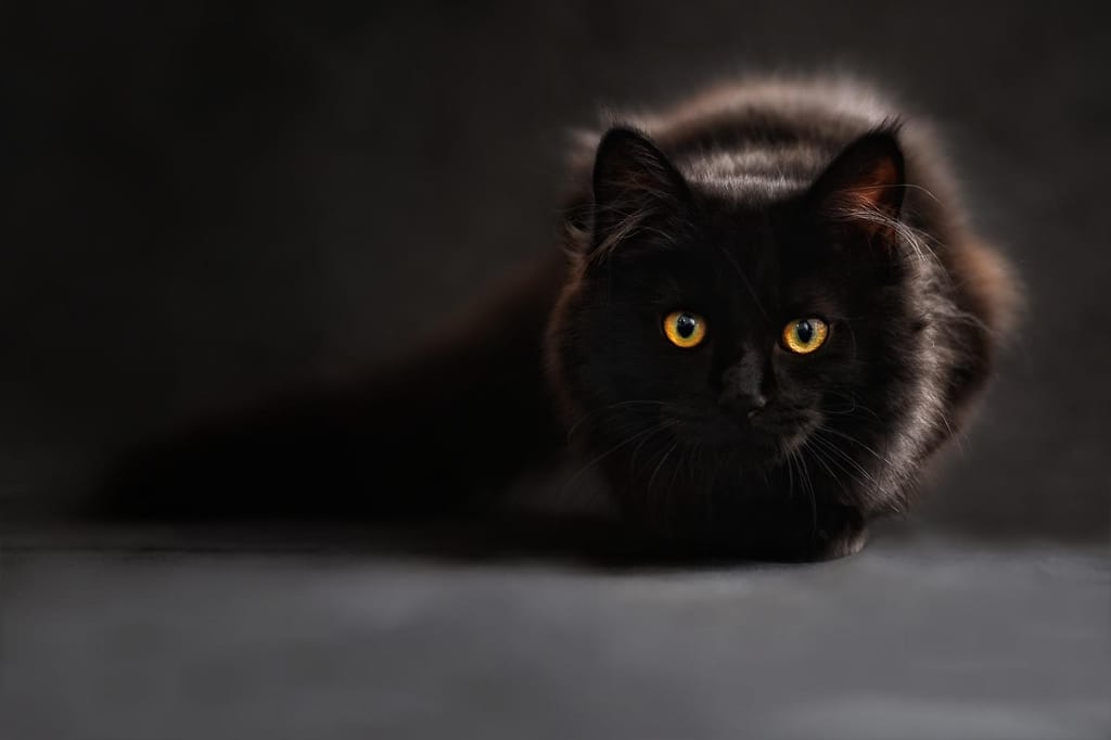 maine-coon-gac951282b_1920 maine-coon-gac951282b_1920