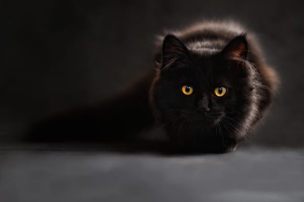 maine-coon-gac951282b_1920 maine-coon-gac951282b_1920