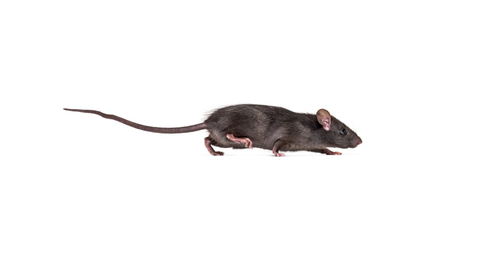 RATicate malware gang goes commercial RATicate malware gang goes commercial