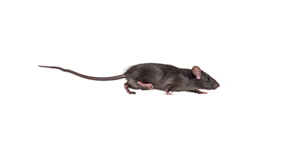 RATicate malware gang goes commercial RATicate malware gang goes commercial