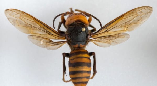 Murder hornet, courtesy Washington Department of Agriculture Murder hornet, courtesy Washington Department of Agriculture