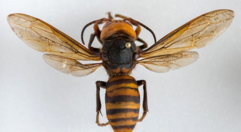 Murder hornet, courtesy Washington Department of Agriculture Murder hornet, courtesy Washington Department of Agriculture