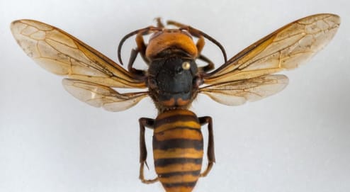 Murder hornet, courtesy Washington Department of Agriculture Murder hornet, courtesy Washington Department of Agriculture