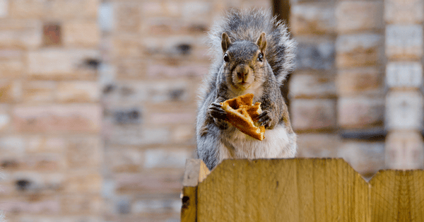 Squirrelwaffle-1200x628px Squirrelwaffle-1200x628px
