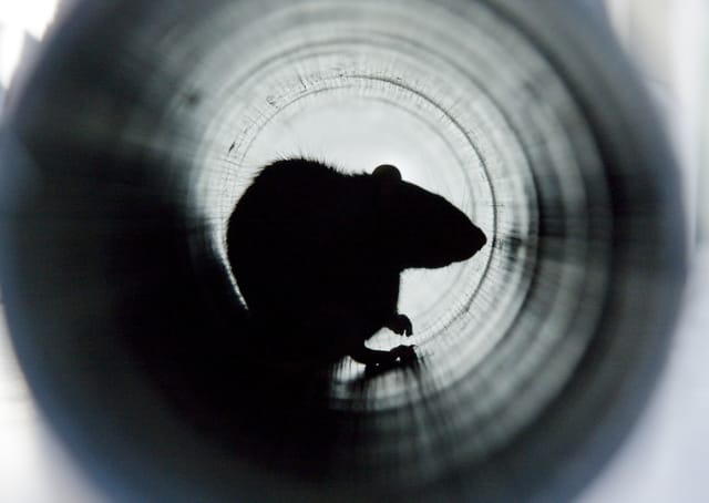 A,Closeup,Shot,Of,A,Brown,Rat,In,A,Water A,Closeup,Shot,Of,A,Brown,Rat,In,A,Water