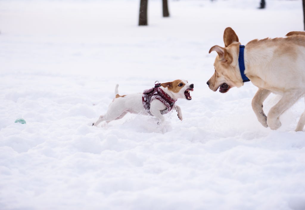 Tiny,Dog,Defends,Its,Toy,From,Big,Dog,By,Jumping Tiny,Dog,Defends,Its,Toy,From,Big,Dog,By,Jumping
